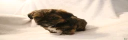 Shorkie dogs for sale: Bear - Ad 10