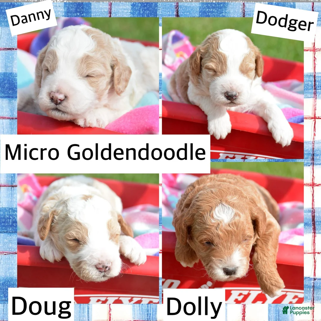 Mini Goldendoodle dogs for sale: Danny Micro Goldendoodle  - Ad 6