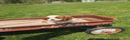 Cavalier King Charles Spaniel dogs for sale: Konnie  - Ad 14
