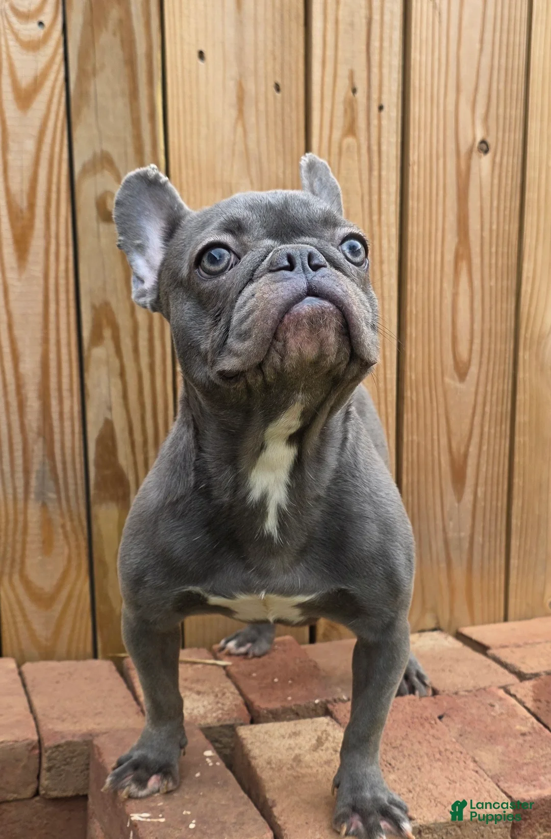 French Bulldog dogs for sale: French Bulldog Puppy 2 - Ad 1