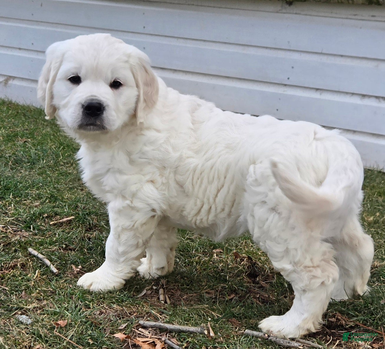 Golden Retriever dogs Winter - Ad 29