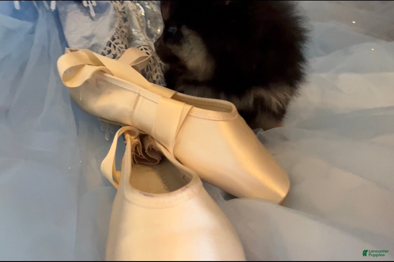 Pomeranian dogs Josephine - Ad 2