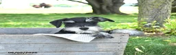 Miniature Schnauzer dogs for sale: Garrett - Ad 4