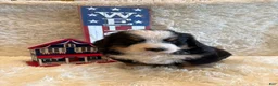 Bernese Mountain Dog dogs for sale: John - Ad 7