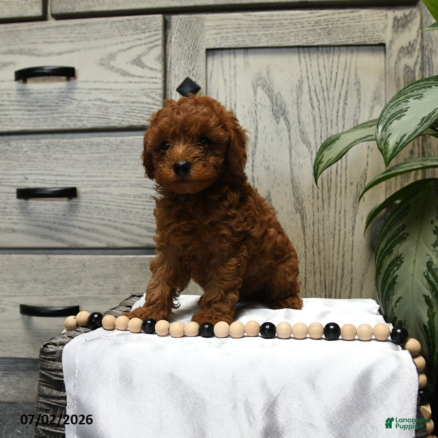 Shihpoo dogs Harley - Ad 2