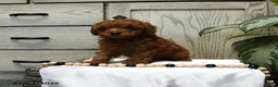Shihpoo dogs for sale: Harley - Ad 2