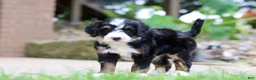 Mini Bernedoodle dogs for sale: Sprite - Ad 3