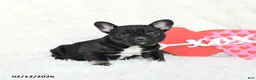 French Bulldog dogs for sale: Hailey - Ad 3