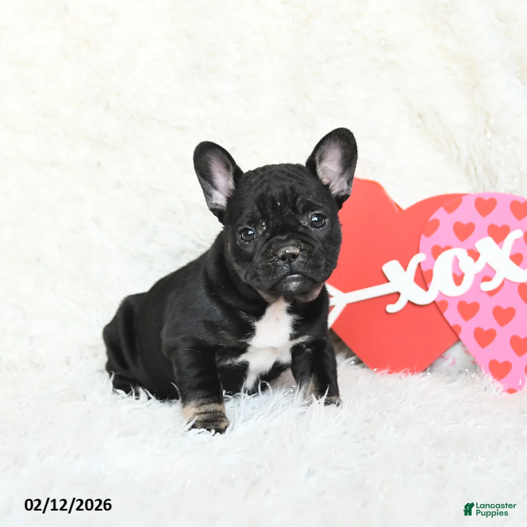 French Bulldog dogs for sale: Hailey - Ad 3