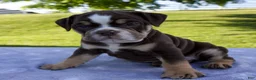 Beabull dogs for sale: Ben - Ad 5