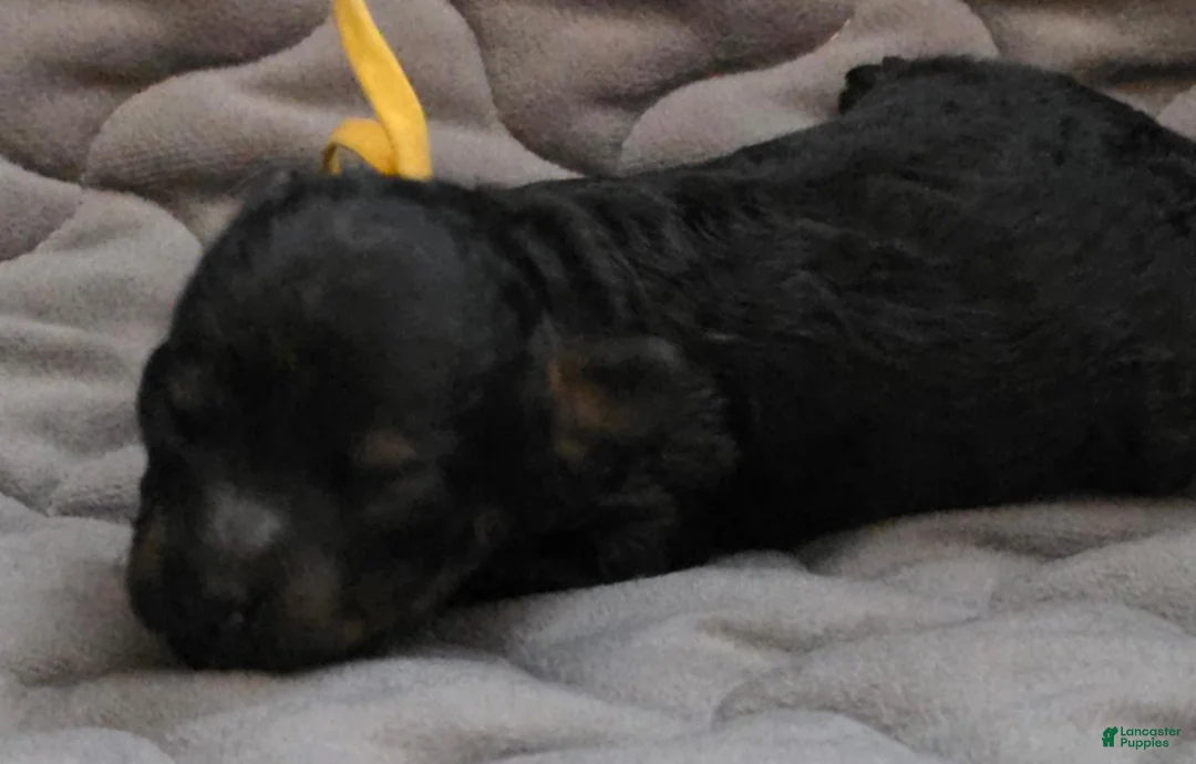 Toy Poodle dogs for sale: Levi - Ad 4