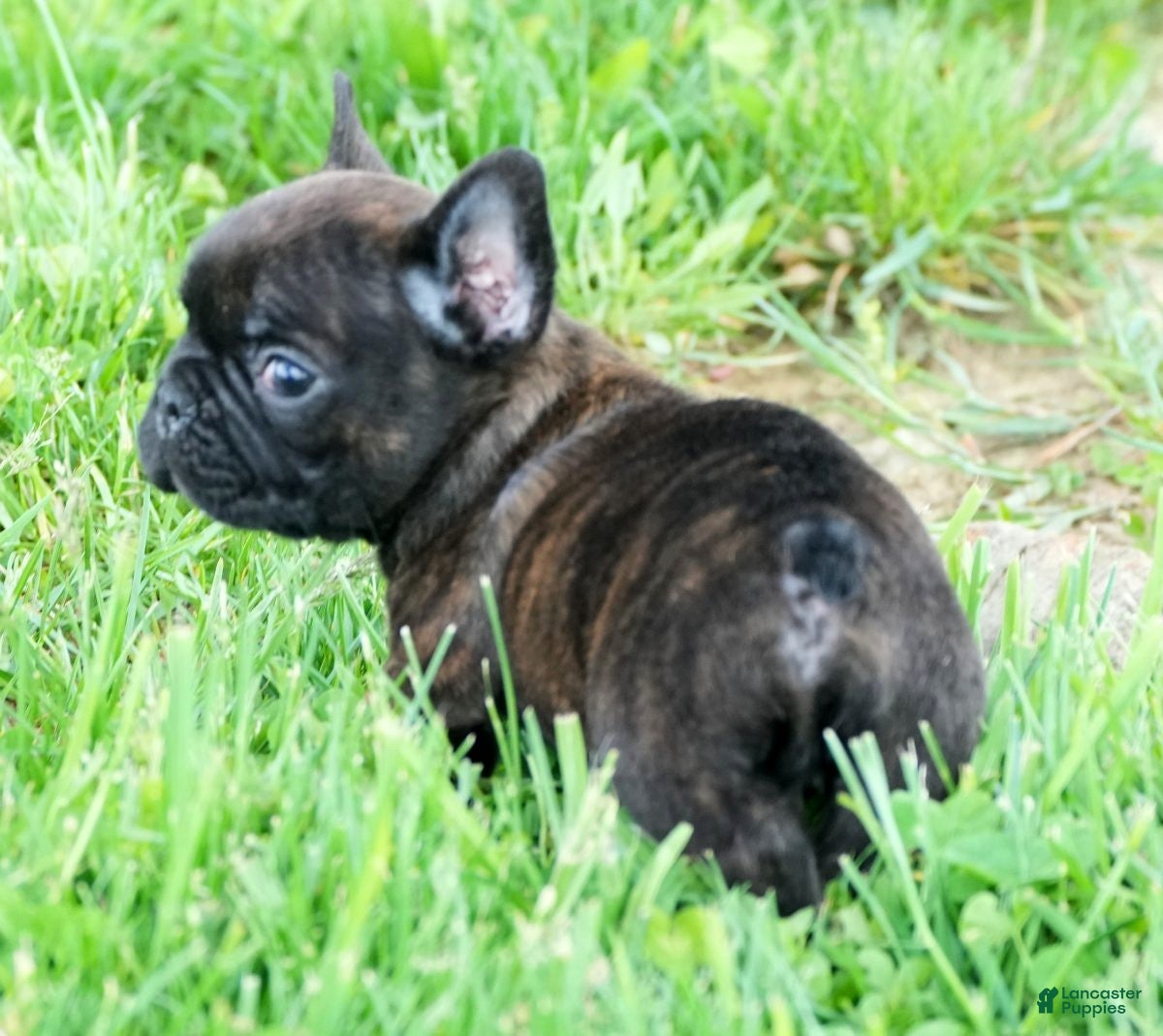 French Bulldog dogs Hitch - Ad 2