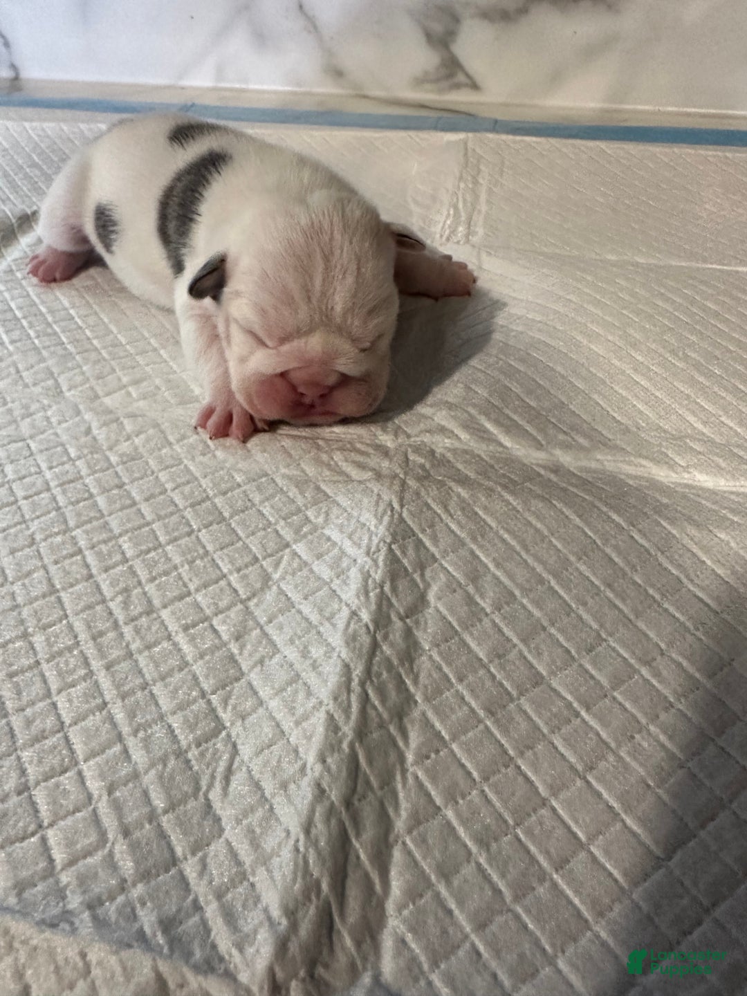 English Bulldog dogs for sale: Blue Fawn Merle Boy  - Ad 21
