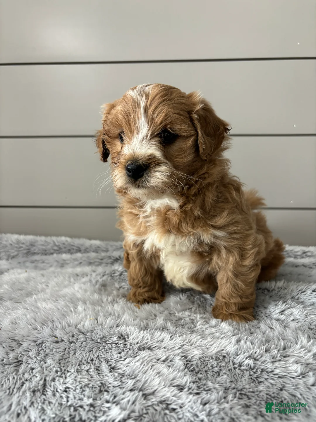 Mini Goldendoodle dogs for sale: Bella - Ad 8