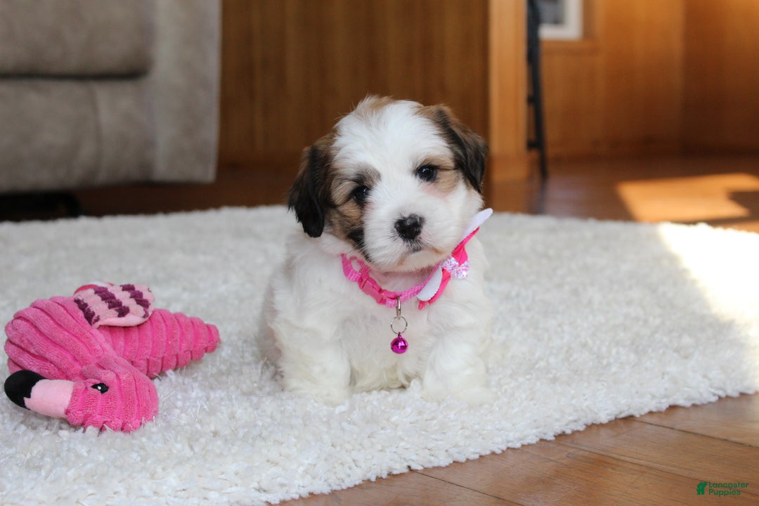 Teddy Bear dogs for sale: Lola - Ad 2