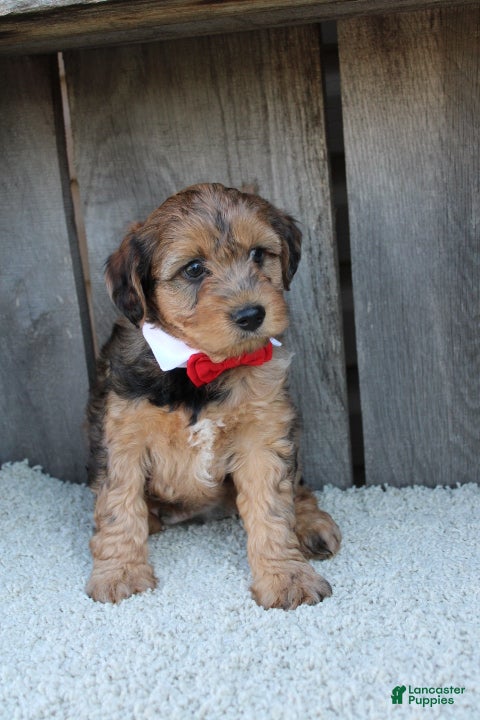 Yorkiepoo dogs GUNNER - Ad 26