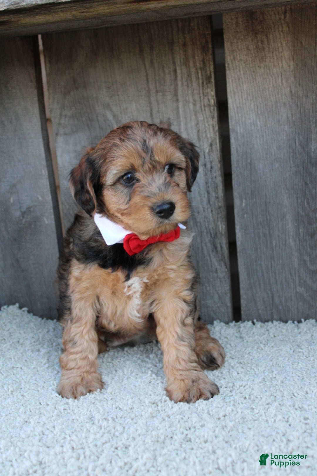 Yorkiepoo dogs for sale: GUNNER - Ad 8