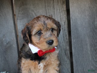 Yorkiepoo dogs - Ad 3