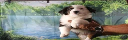 Miniature Australian Shepherd dogs for sale: Ellis - Ad 5