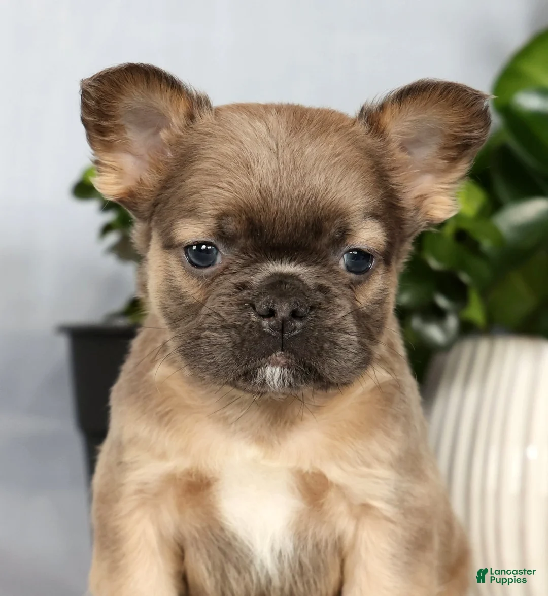 French Bulldog dogs for sale: Nick - Ad 9