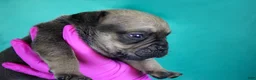 American Bully dogs for sale: Sable Male - Ad 3