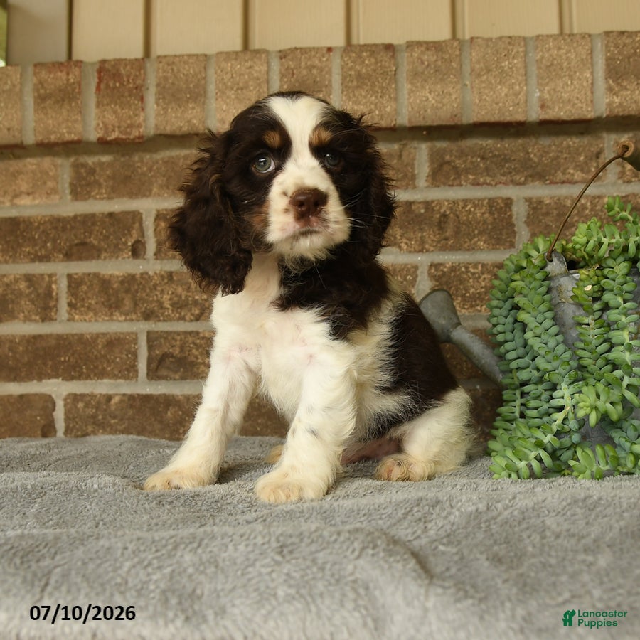 English Cocker Spaniel dogs Jack  - Ad 1