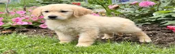 Golden Retriever dogs for sale: Margarita  - Ad 6