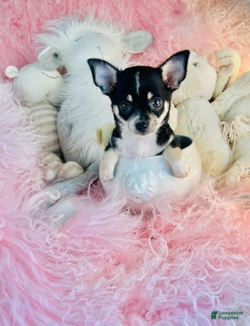 Chihuahua dogs for sale: Chihuahua 1 - Ad 2