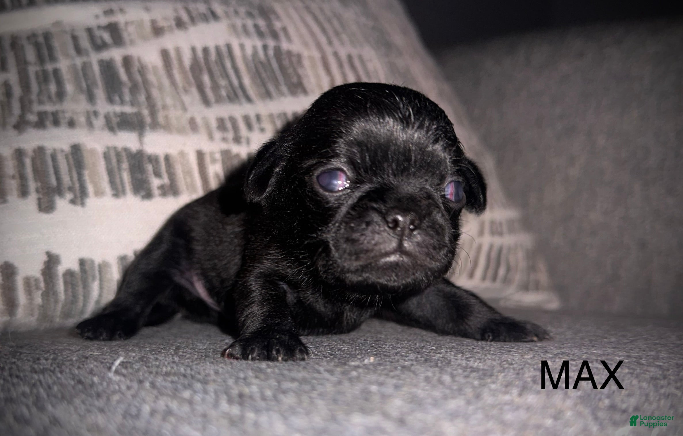 Pug dogs Max - Ad 24