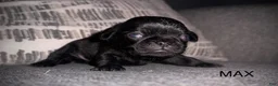 Pug dogs for sale: Charlie  - Ad 5