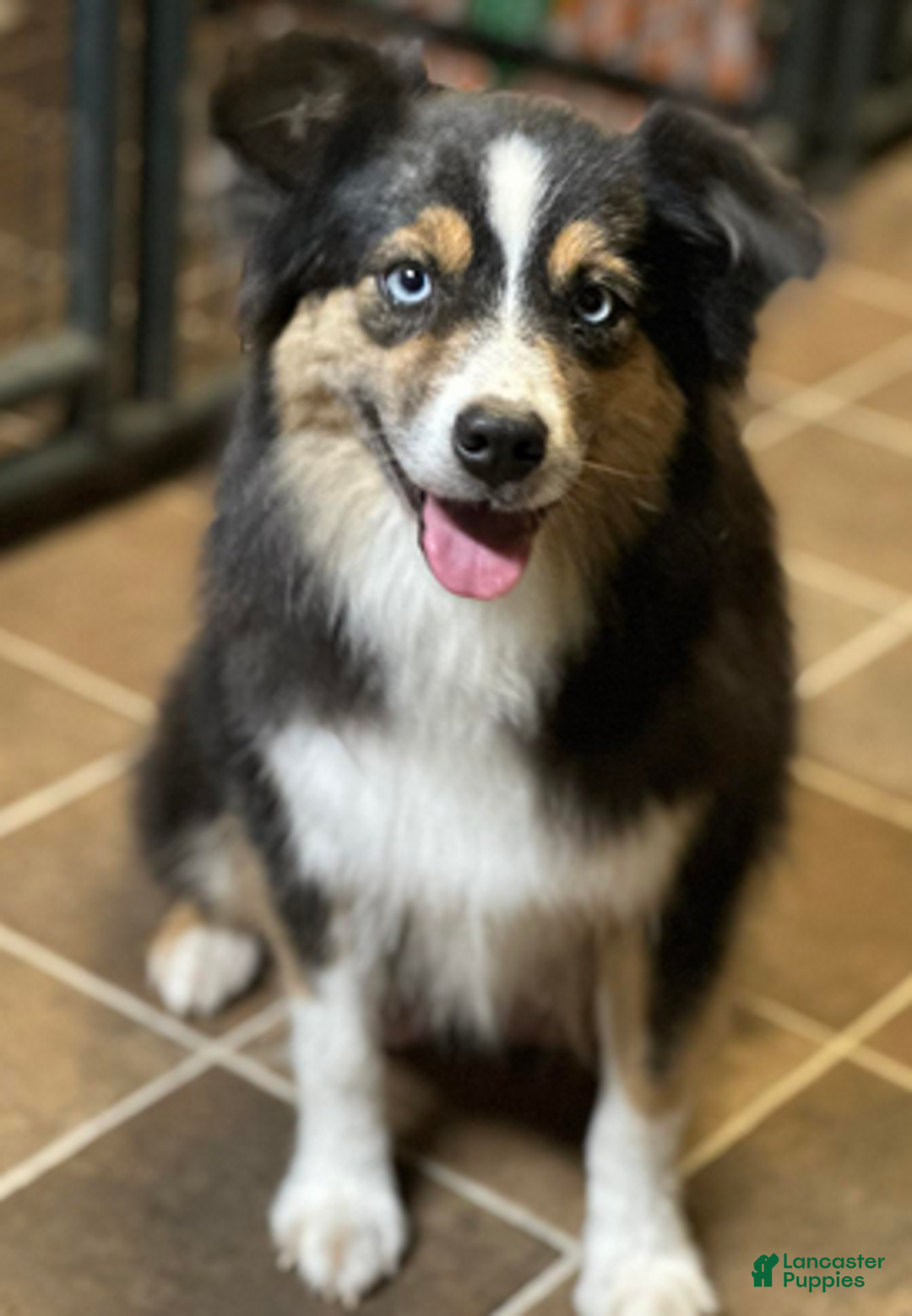 Mixed Breed dogs for sale: Clark - Ad 6