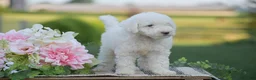 Mini Goldendoodle dogs for sale: Rachel (F1B) - Ad 3