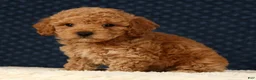 Bichpoo dogs for sale: Garrett - Ad 2