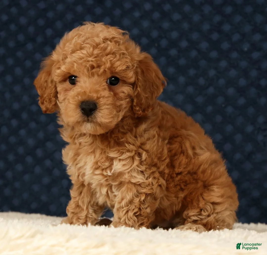 Bichpoo dogs for sale: Garrett - Ad 2