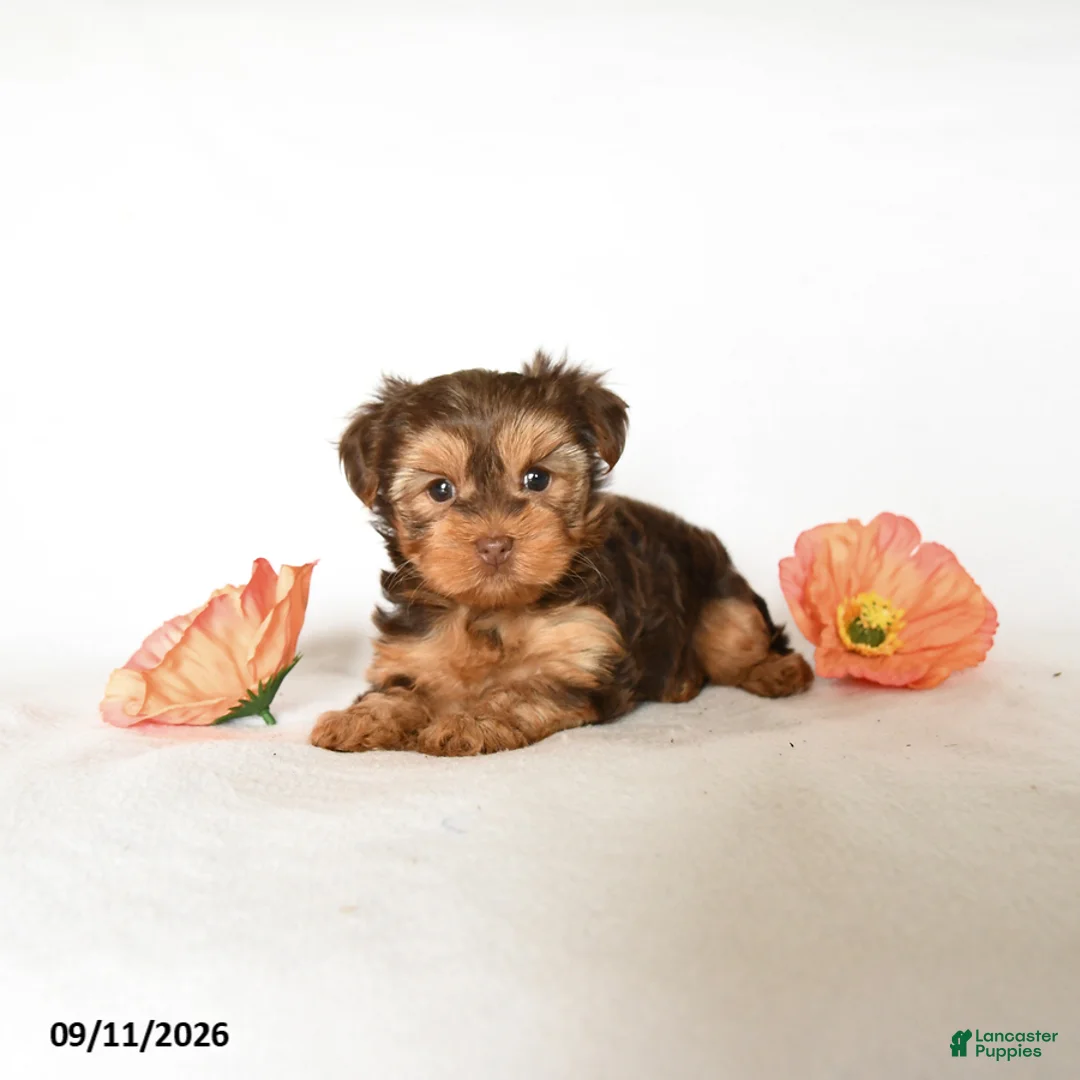 Yorkshire Terrier dogs for sale: Smores - Ad 1