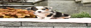 Nadia