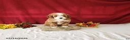 Mini Goldendoodle dogs for sale: Roxie - Ad 2