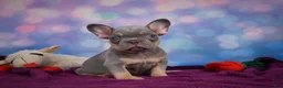 French Bulldog dogs for sale: Diesel - Ad 4
