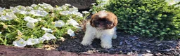 Shihpoo dogs for sale: Luigi - Ad 6
