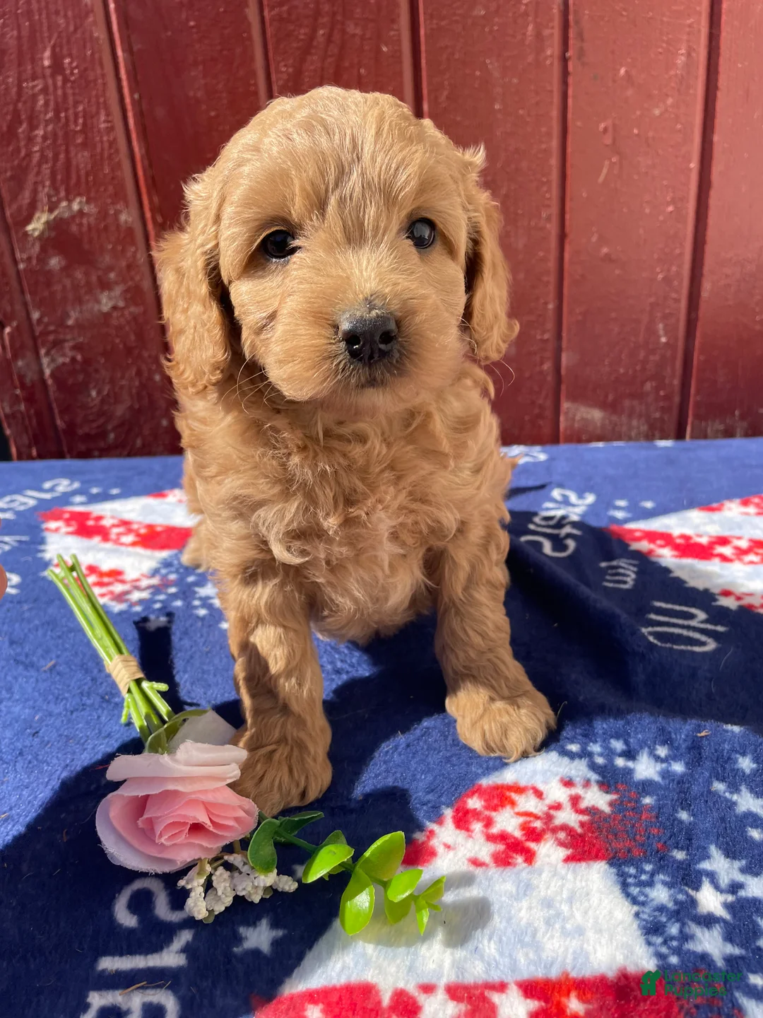 Mini Goldendoodle dogs for sale: Ruby - Ad 2