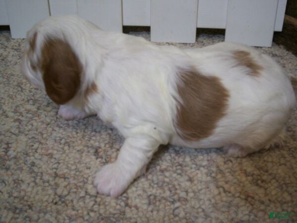 Cavapoo dogs Asher - Ad 2