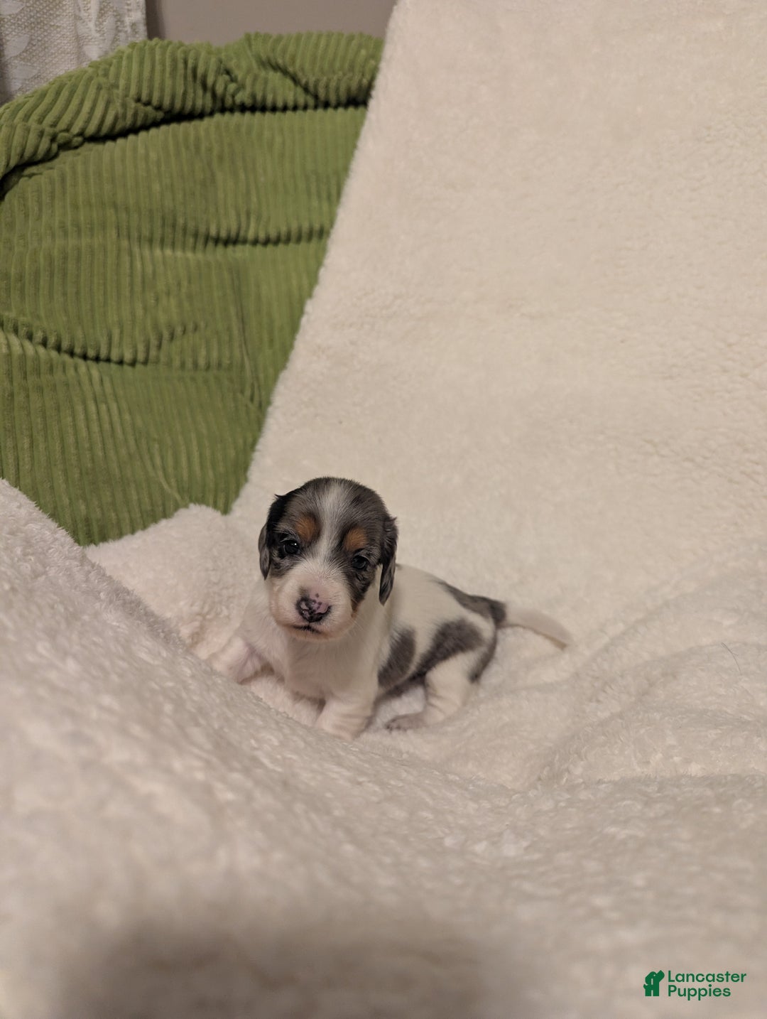 Dachshund dogs for sale: Sophie - Ad 5