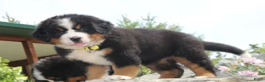 Yellow Collar Girl
