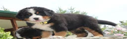 Bernese Mountain Dog dogs for sale: Yellow Collar Girl - Ad 1