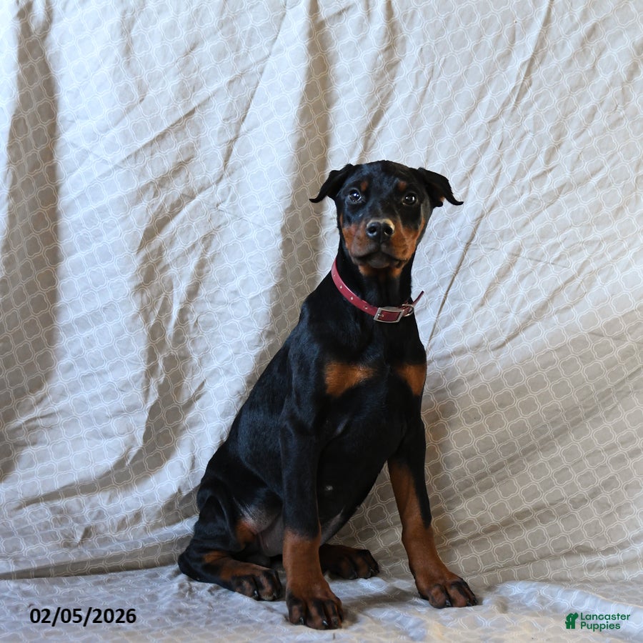 Doberman Pinscher dogs Rita - Ad 4