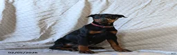 Doberman Pinscher dogs for sale: Rita - Ad 1