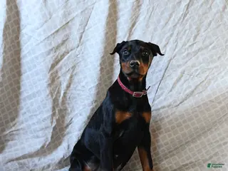 Doberman Pinscher dogs Rita - Ad 4