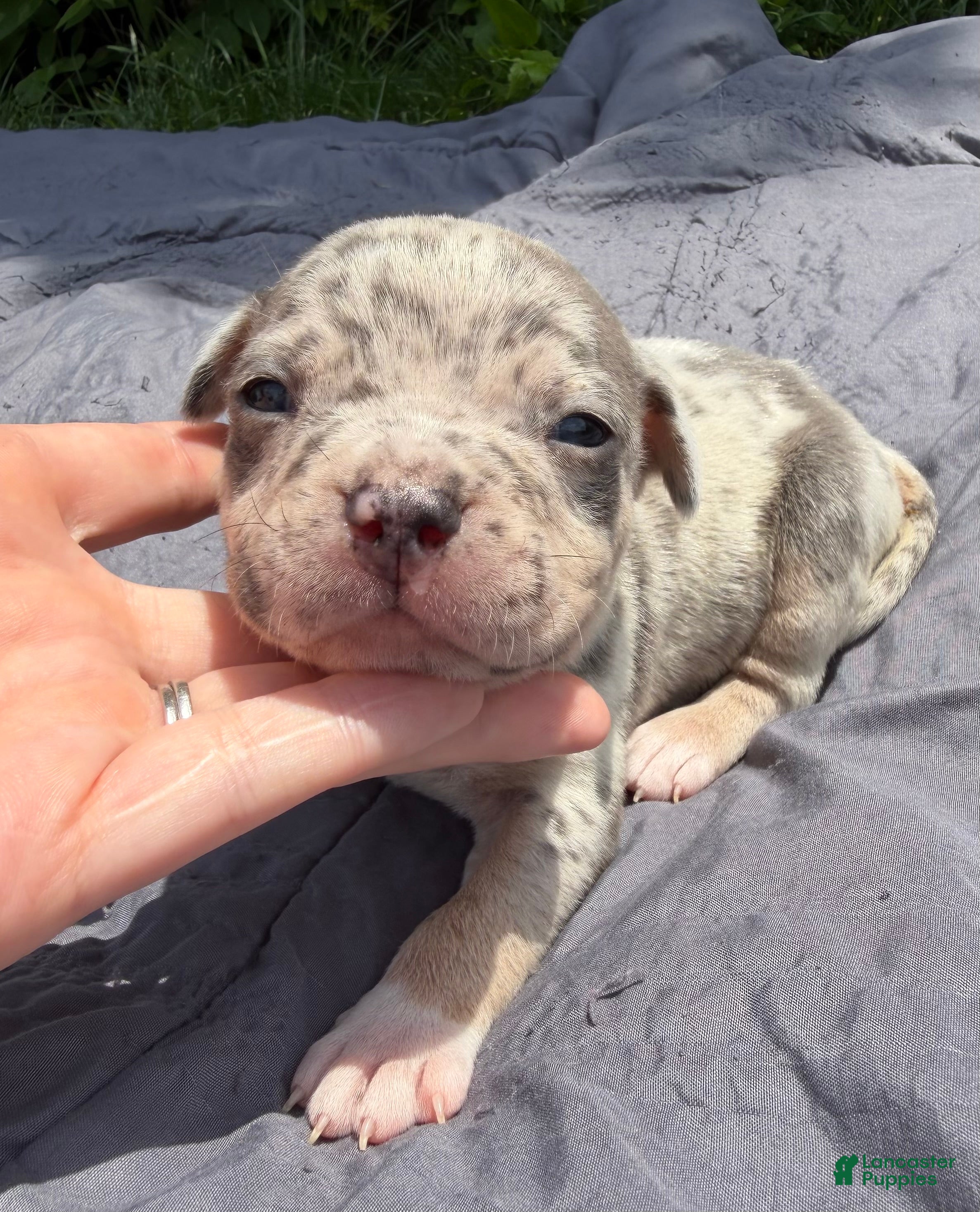 American Bully dogs Domino - Ad 1