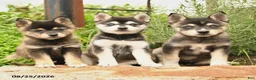 Alaskan Klee Kai dogs for sale: Grace - Ad 3