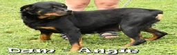 Rottweiler dogs for sale: Sadie - Ad 6